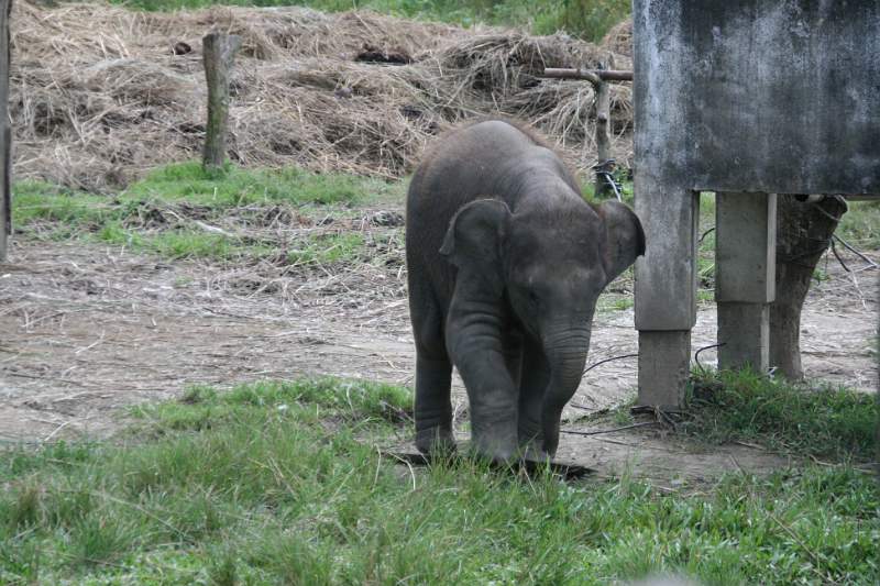 India & Nepal 2011 - 0598